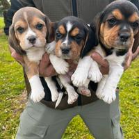 Cuccioli di beagle con pedigree ENCI