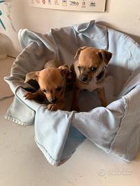 Cucciolo di Pinscher