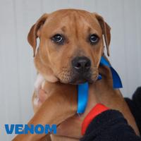 Adozione simpatici cuccioli di pitbull in canile