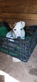 Cuccioli di jack Russell terrier