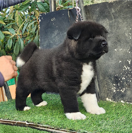 Akita Americano