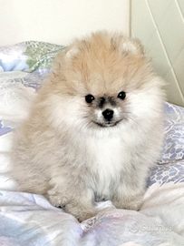Cucciolo Spitz/Volpino di Pomerania nano