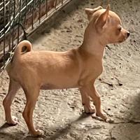 Chihuahua Maschio,Nato il 18/04/2025