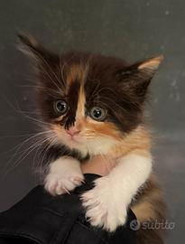 Gattini Maine Coon
