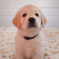 Cuccioli Golden Retriever