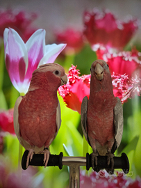 Cacatua roseicapilla addestrati