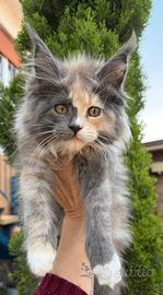 Cucciola Maine coon disponibile