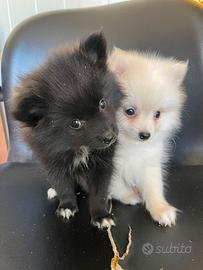 Spitz Nano Tedesco Pomerania