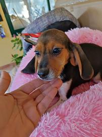 Cuccioli Beagle tricolore