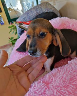 Cuccioli Beagle tricolore