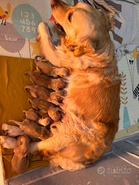 Cuccioli golden retriever con pedigree