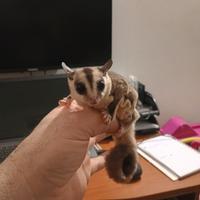 Vendita PETAURI DELLO ZUCCHERO