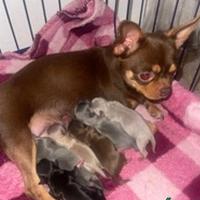 Cucciolo chihuahua maschio colore cioccolato