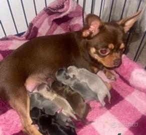 Cucciolo chihuahua maschio colore cioccolato