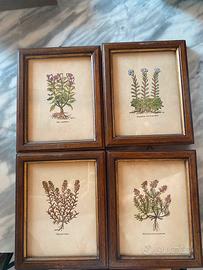 Set4 stampe botaniche vintage con cornice in legno