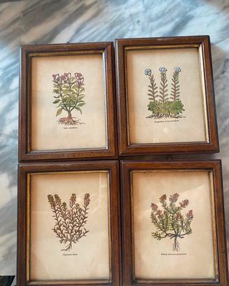 Set4 stampe botaniche vintage con cornice in legno
