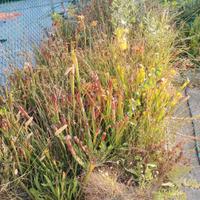 collezione piante carnivore