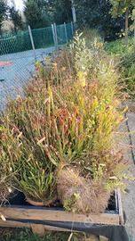 collezione piante carnivore