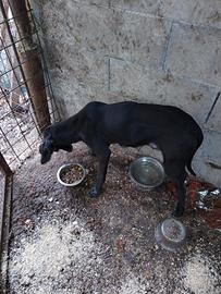 Cane avviato al tartufo