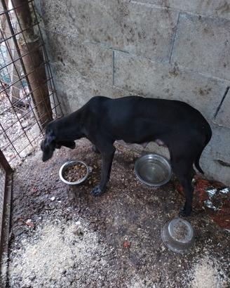 Cane avviato al tartufo