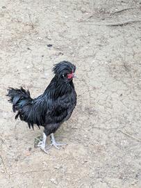 Gallo di Padovana