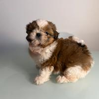 Maschio shih tzu cucciolo rosso