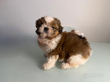 Maschio shih tzu cucciolo rosso