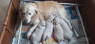 Golden Retriever inglesi