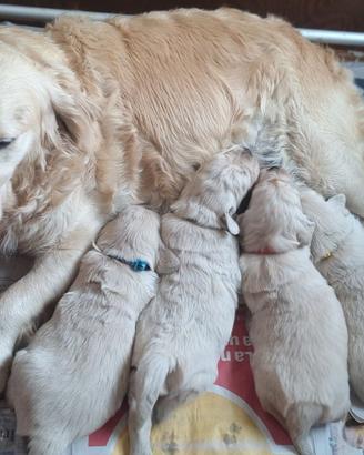 Golden Retriever inglesi