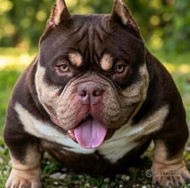 American Bully Maschio Trichoco
