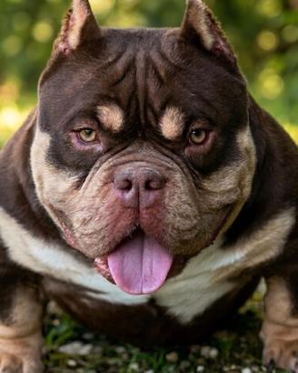 American Bully Maschio Trichoco