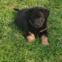 Dolci cagnoline