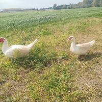 Anatra muta coppia adulta