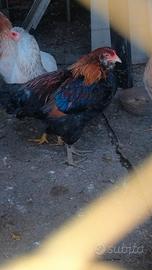 Araucana marans e cocincina nana