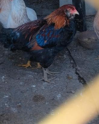 Araucana marans e cocincina nana