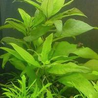 Piante ampullarie pesci e caridine