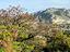 Immagine 25