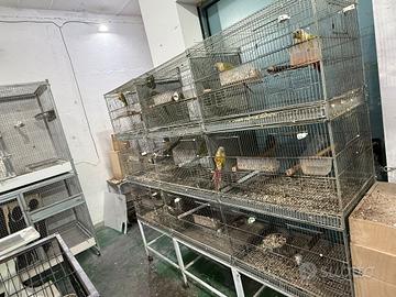 Batteria di Gabbie cova