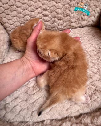 British Shorthair Scottish Fold e Straight