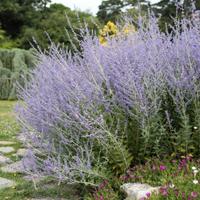 Perovskia ("salvia russa") Pianta