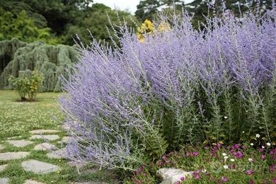 Perovskia ("salvia russa") Pianta