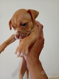 American pitbull terrier ukc