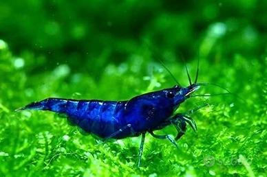 Neocaridine blue dream