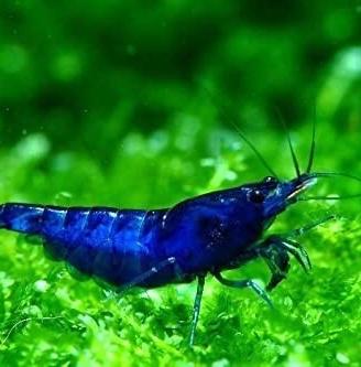 Neocaridine blue dream