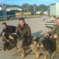 Segugi francesi da cinghiale griffon bleu