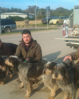 Segugi francesi da cinghiale griffon bleu