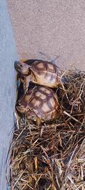 Testuggine / tartaruga sulcata
