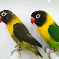 Coppia insep mascherato verde x verde oliva