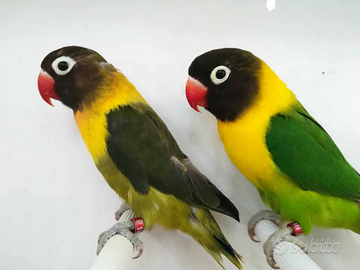 Coppia insep mascherato verde x verde oliva