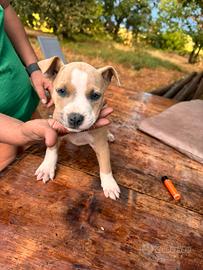 Cuciolo amstaff